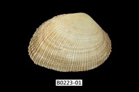 藏品(紫晃蛤)的圖片